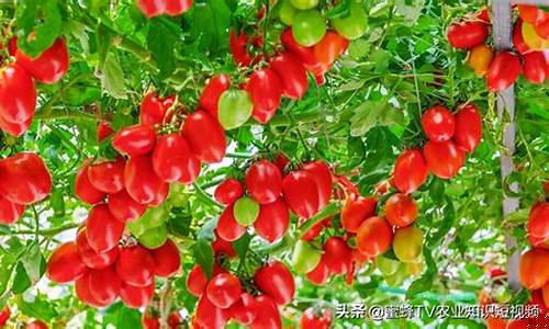 成为番茄种植专家的必备步骤(番茄种植全程教学视频)插图