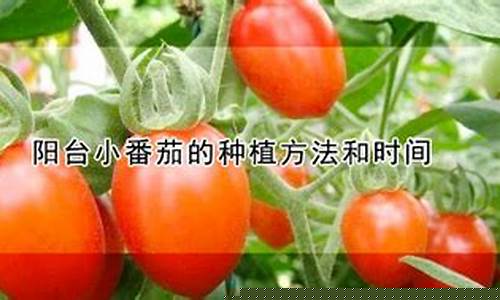 当您考虑种植番茄时，了解番茄花园系统的重要性(番茄花园怎么样)插图